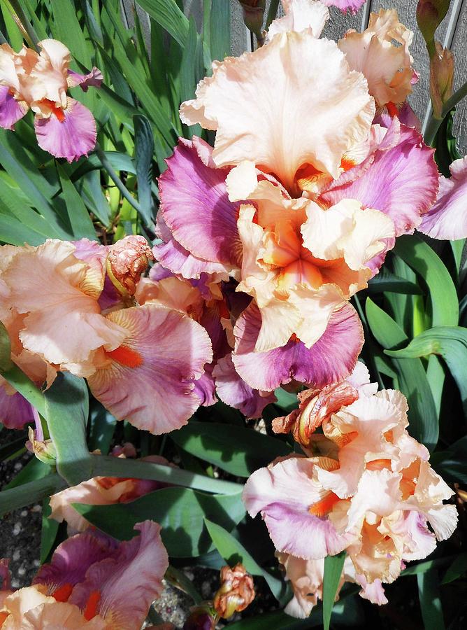 Irises 19 Photograph by Ron Kandt