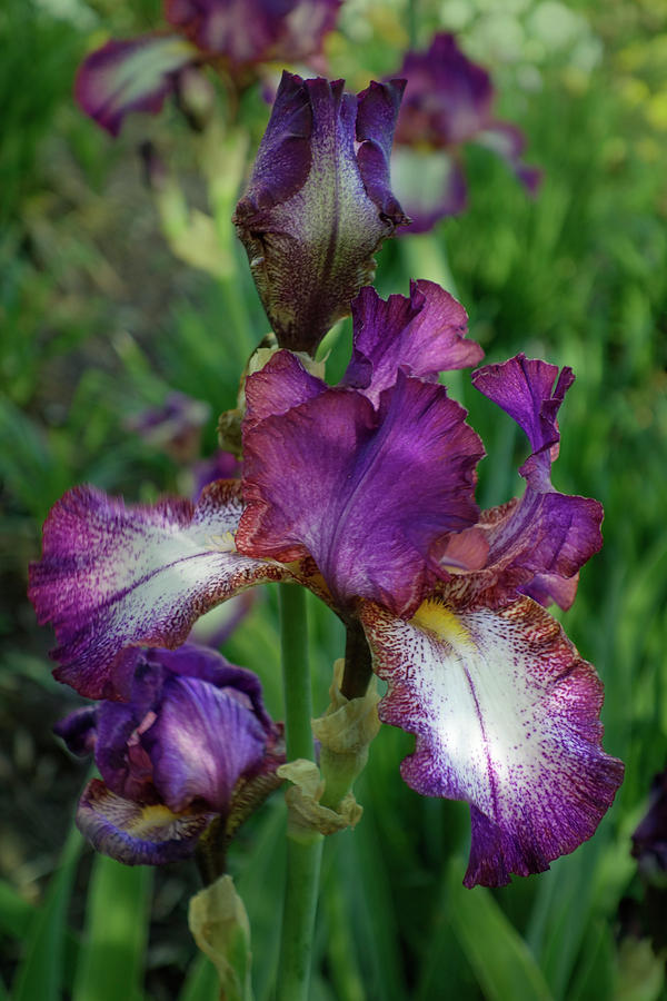 Iris Photograph - Irises 2 by Isabela and Skender Cocoli
