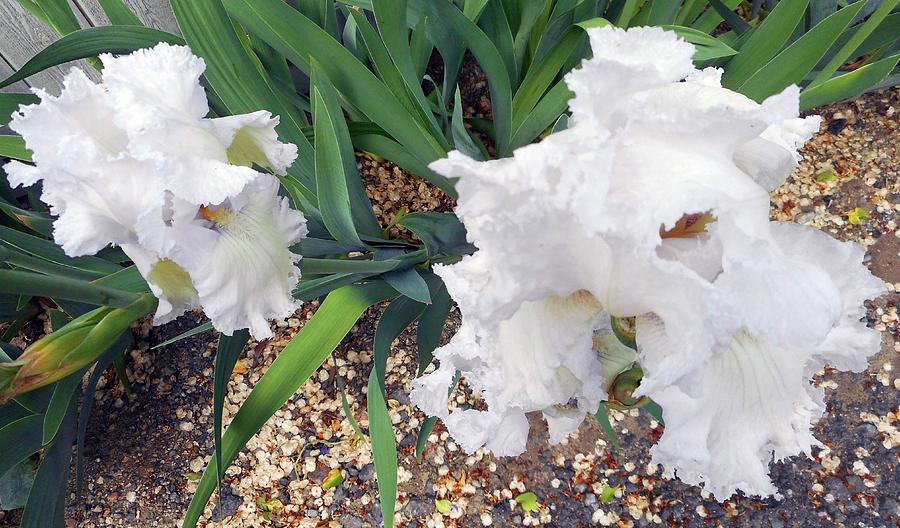 Irises 2 Photograph by Ron Kandt