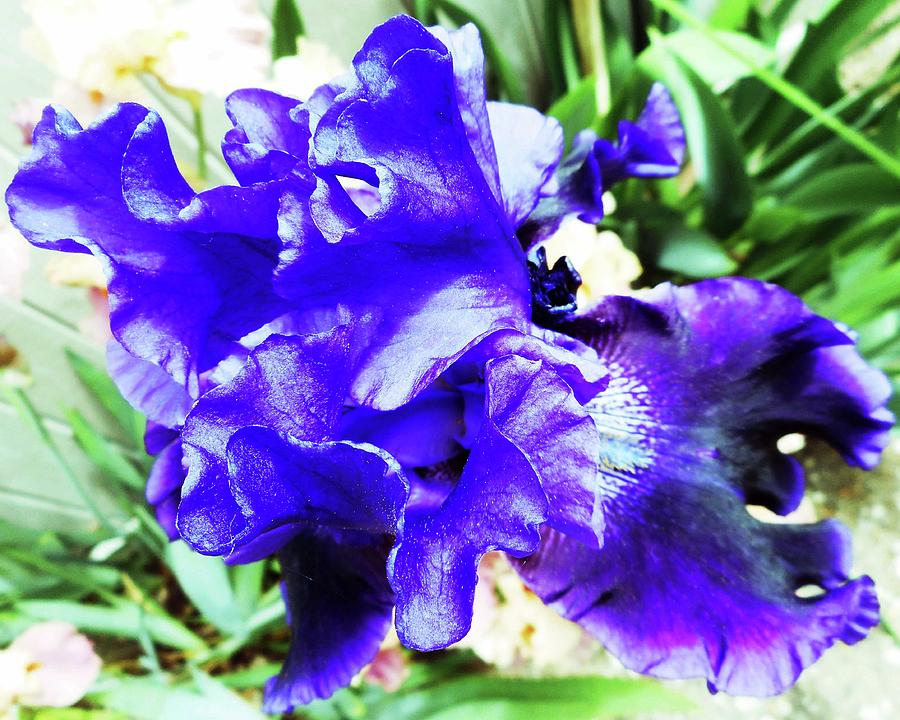 Irises 20 Photograph by Ron Kandt