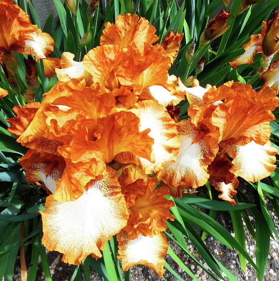 Irises 21 Photograph by Ron Kandt