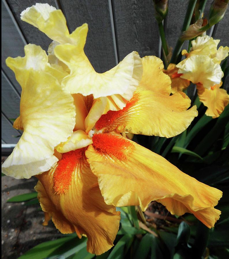 Irises 22 Photograph by Ron Kandt