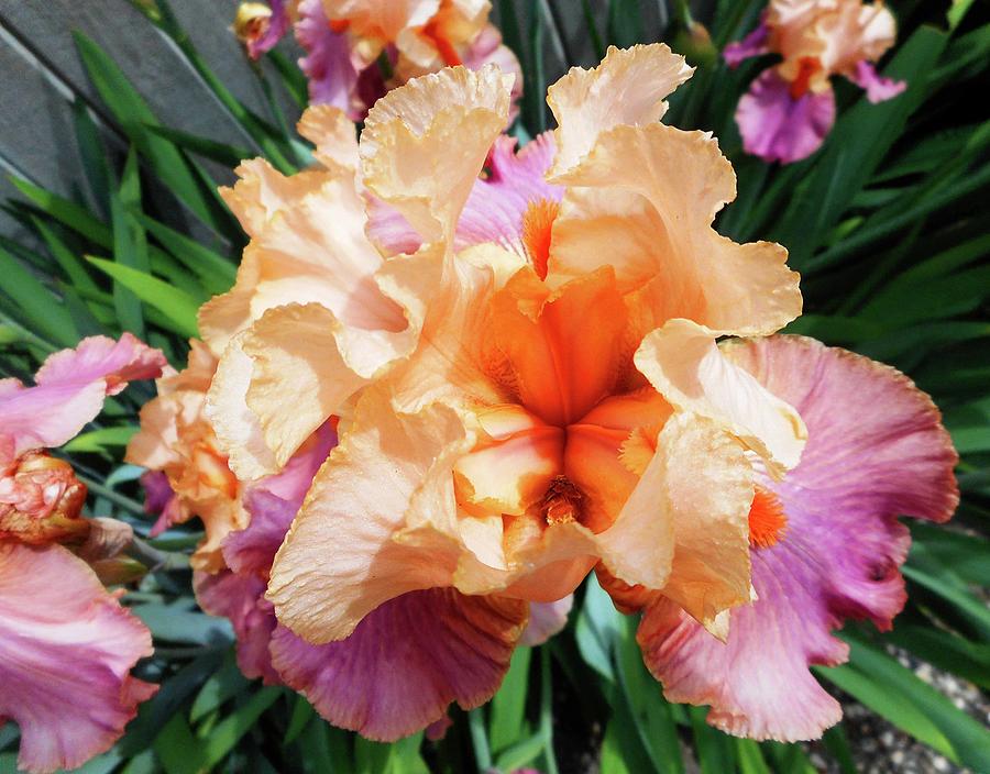 Irises 25 Photograph by Ron Kandt