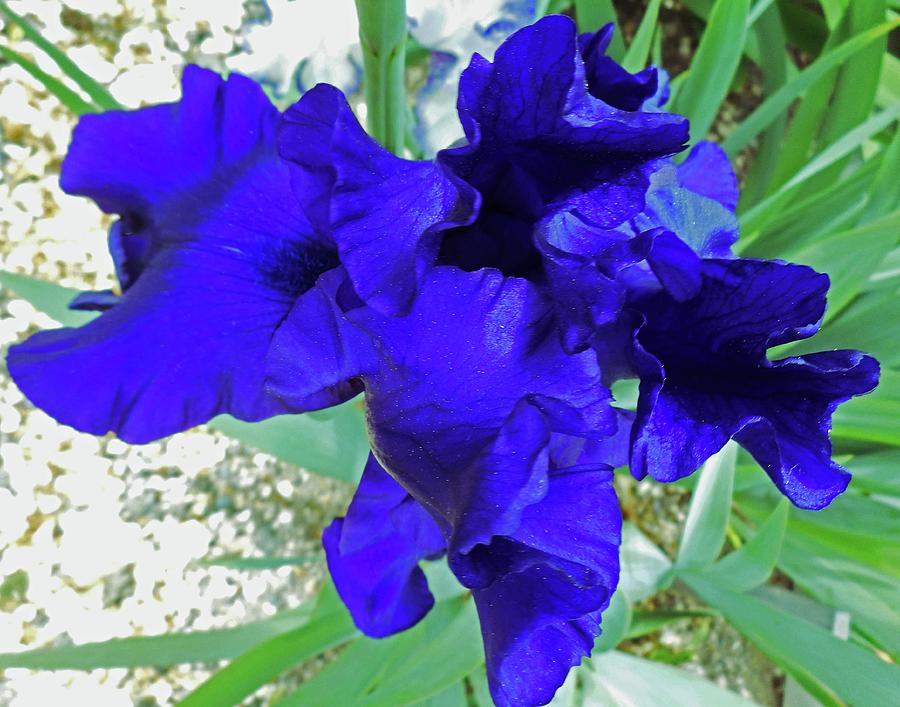 Irises 3 Photograph by Ron Kandt
