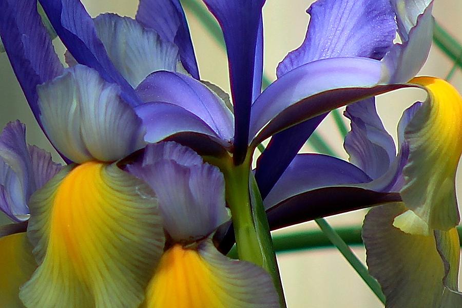 Irises 4 Photograph by Kevin Wheeler