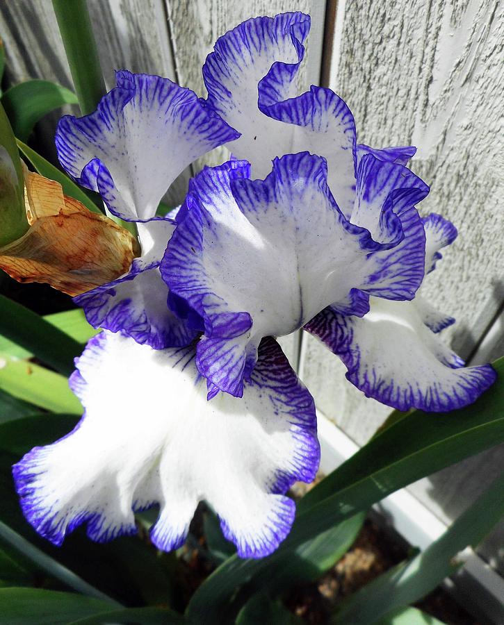 Irises 4 Photograph by Ron Kandt