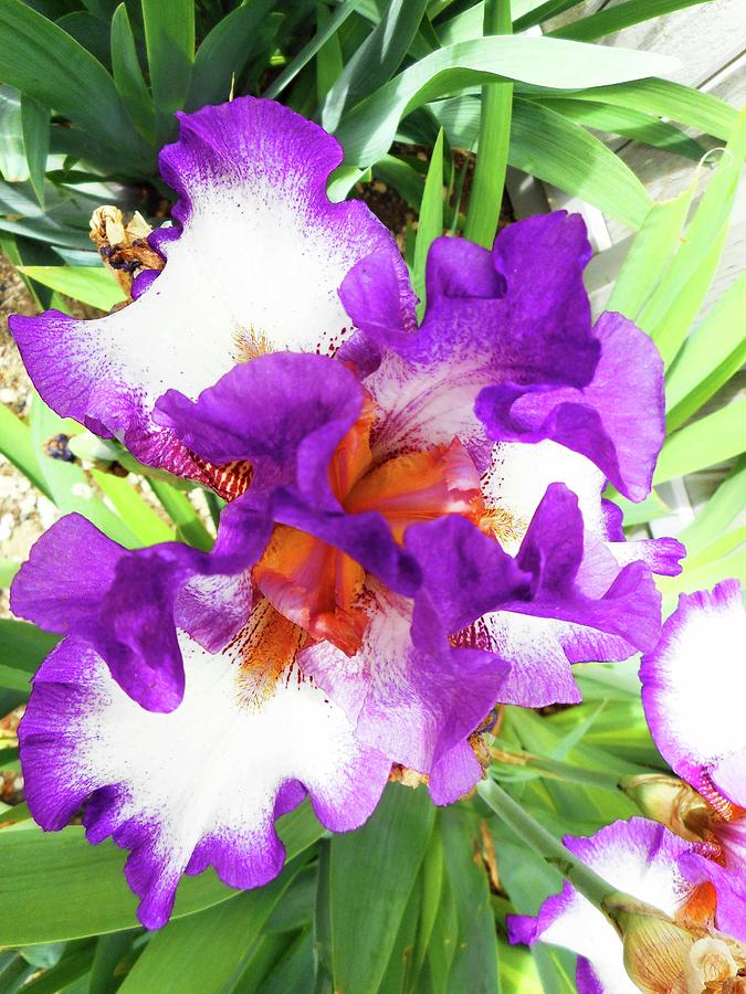 Irises 5 Photograph by Ron Kandt