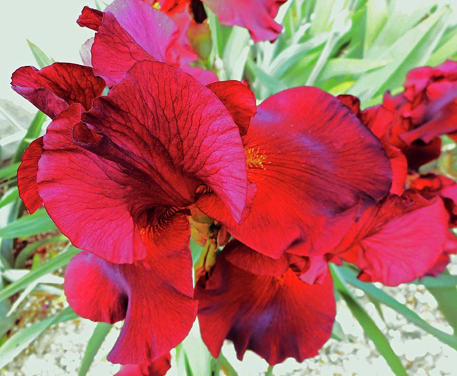 Irises 6 Photograph by Ron Kandt