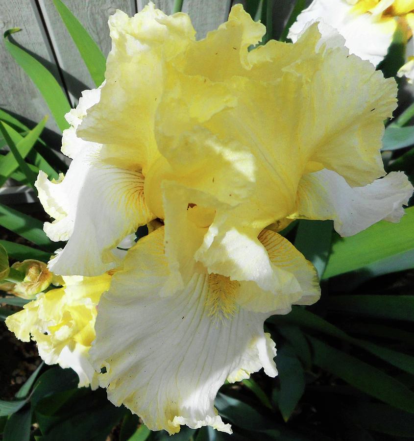 Irises 9 Photograph by Ron Kandt