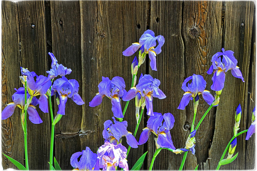 Irises Against the Barn Photograph by Mike Martin