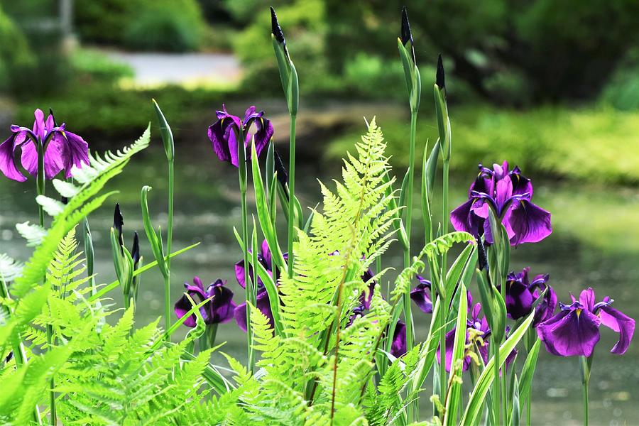 Irises and Ferns Photograph by Mary Ann Artz