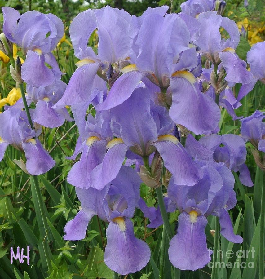 Irises And More Photograph by Marsha Heiken