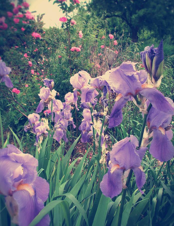 Irises and Roses in the Garden Photograph by Mary Wolf
