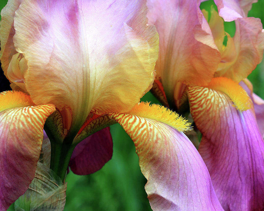 Irises Photograph by Angela Murdock