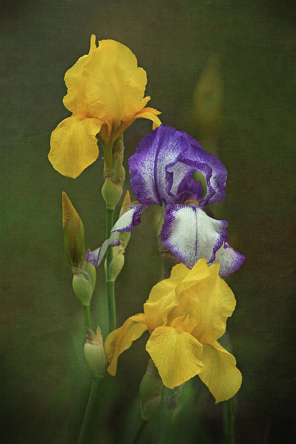 Irises Photograph by Angie Vogel