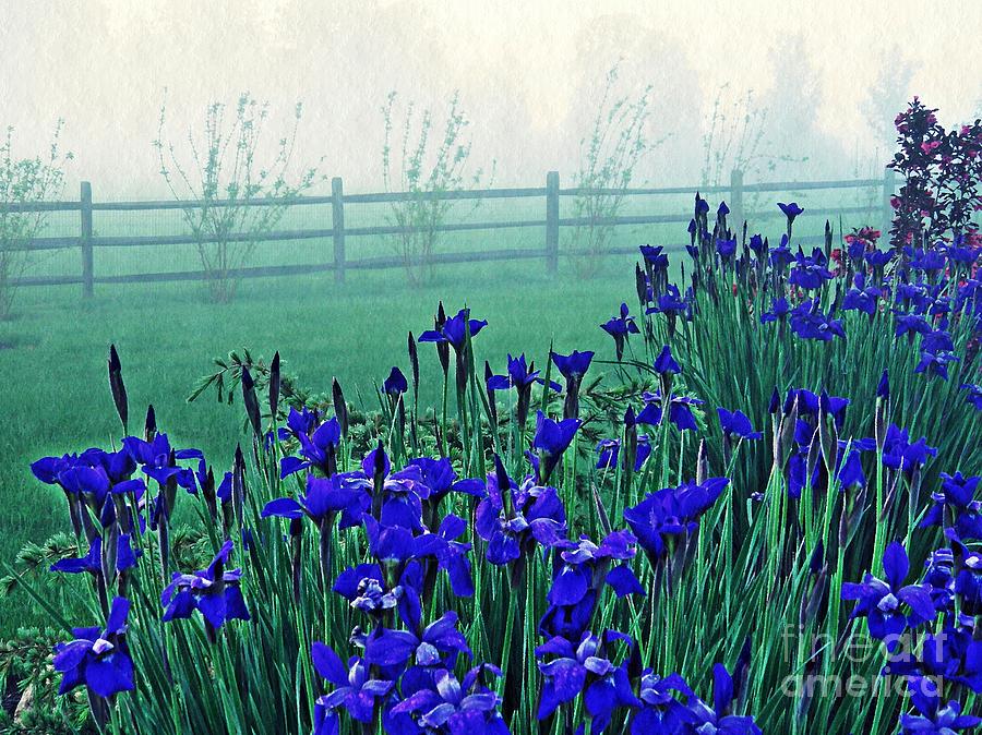 Irises at Dawn 3 Photograph by Sarah Loft
