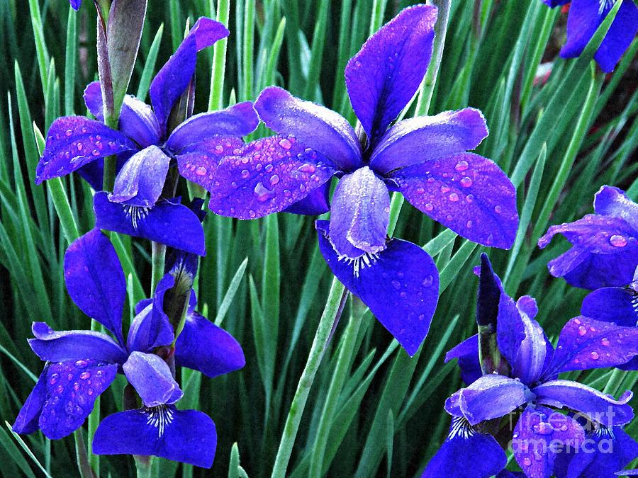 Irises At Dawn 4 Photograph