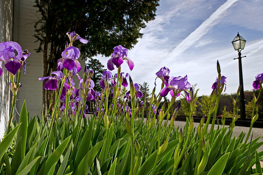 Irises at the Federal Executive Institute Photograph by Lori Coleman