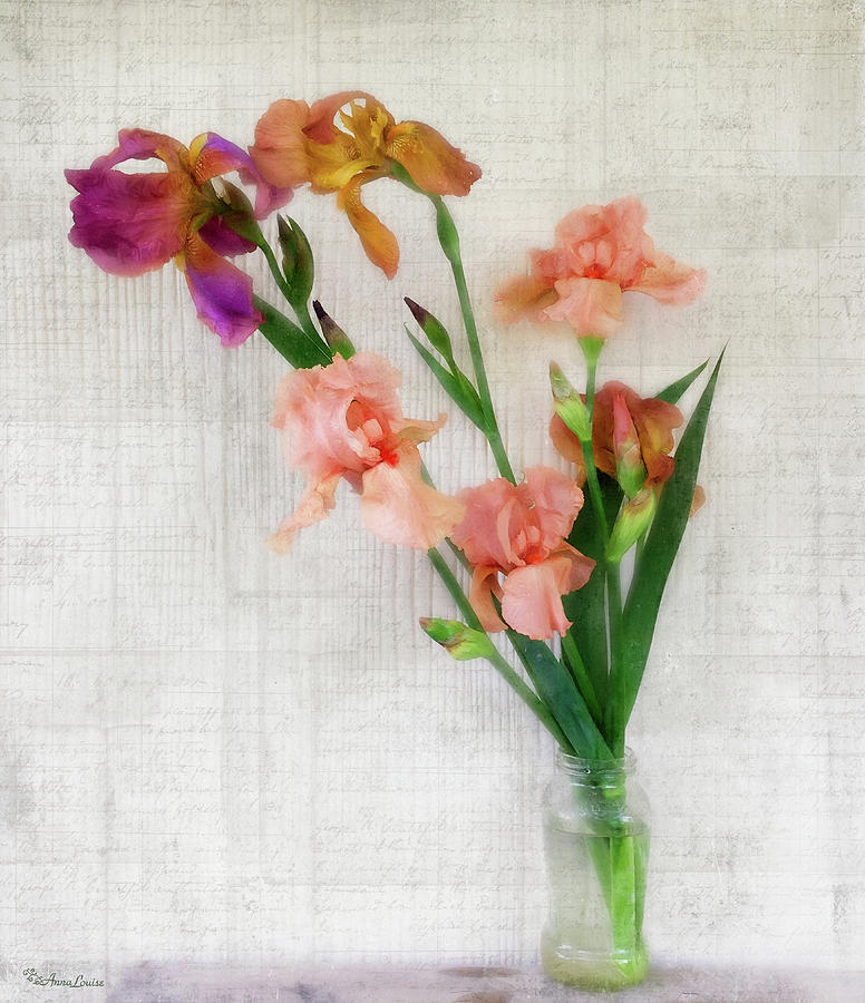 Irises Beauty Photograph by Anna Louise