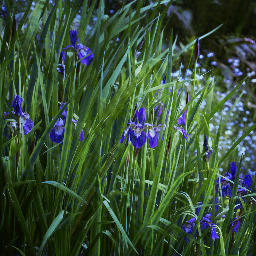 Irises Photograph by Belinda Greb