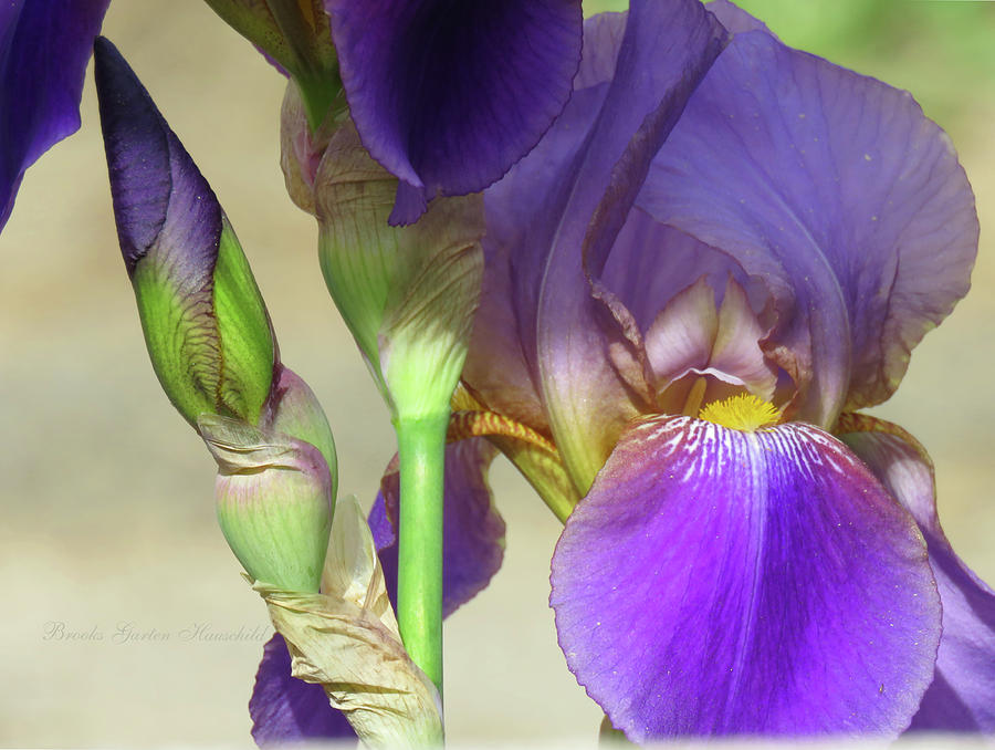 Irises - Blossom and Bud - Flora - Macro Photograph by Brooks Garten Hauschild