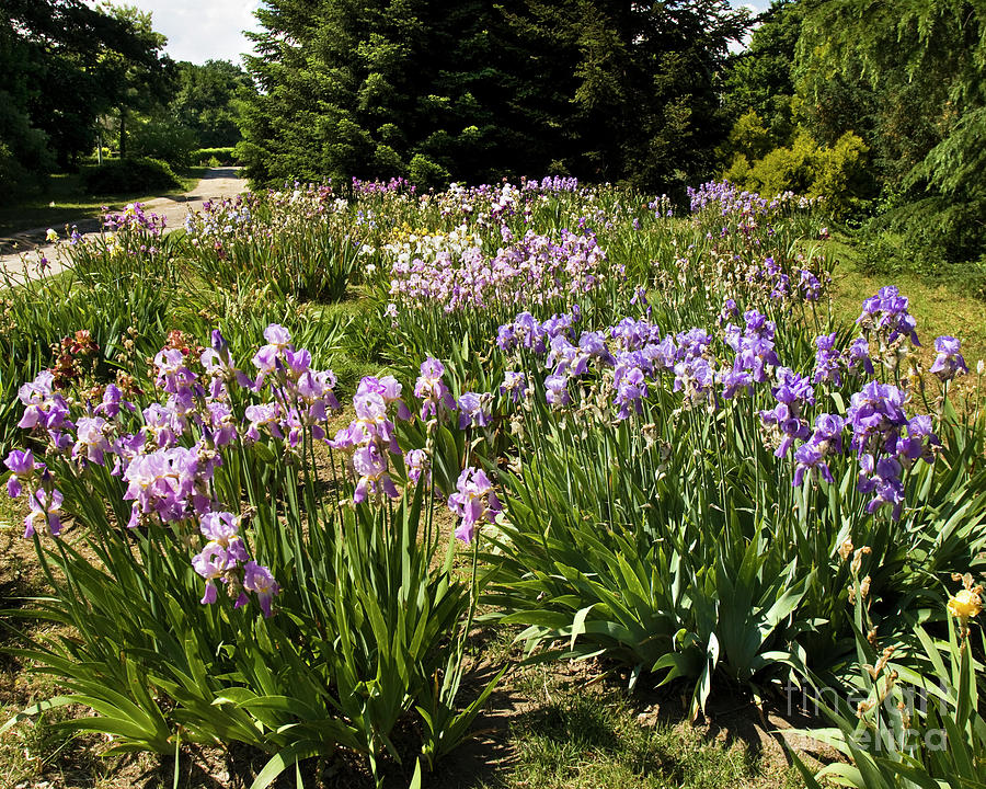 Irises, Botanic garden Photograph by Irina Afonskaya