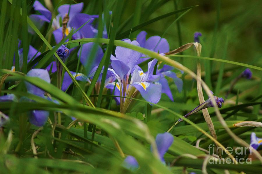 Irises Photograph by Cassandra Buckley