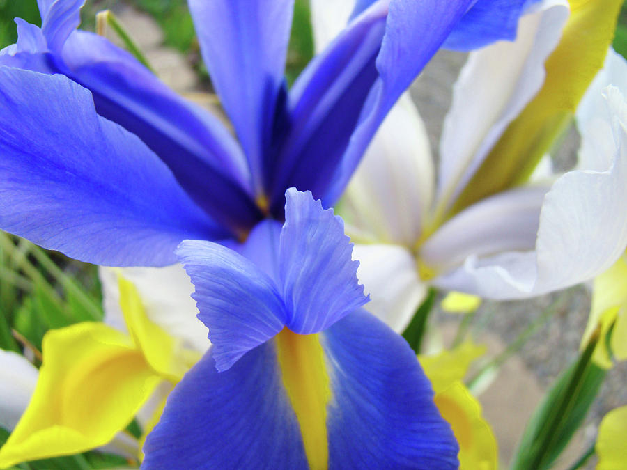IRISES FLOWERS ARTWORK Blue Purple Iris Flowers 1 Botanical Floral Garden Baslee Troutman Photograph by Patti Baslee