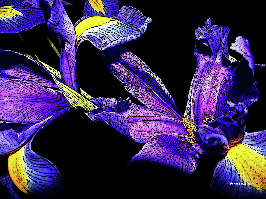 Irises from Grandma Photograph by Harold Zimmer