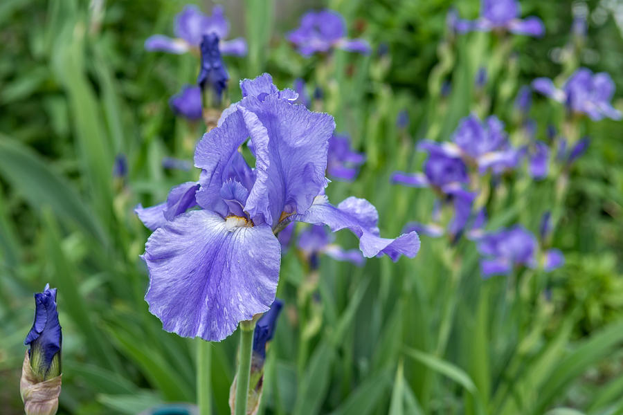 Irises Photograph by Guy Whiteley
