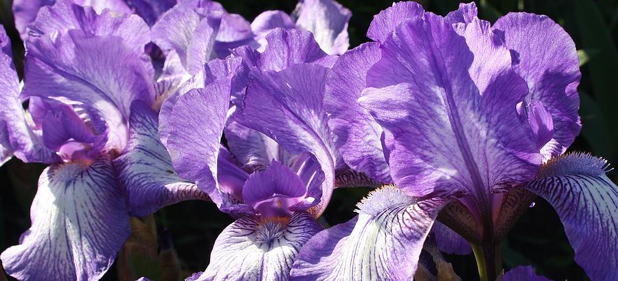 Iris Photograph - Irises in a Row by Bruce Bley