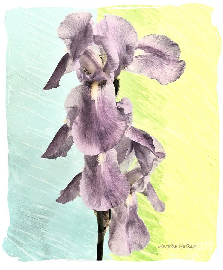 Irises in a Row Mixed Media by Marsha Heiken