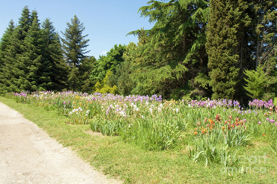 Irises in Botanic garden Photograph by Irina Afonskaya