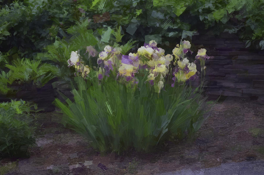 Irises In The Abstract Photograph by Tricia Marchlik