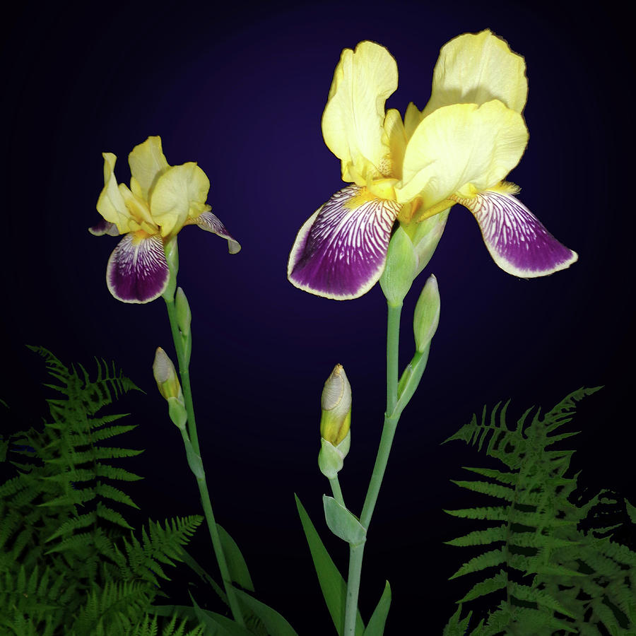 Irises In The Night Garden Photograph by Tara Hutton