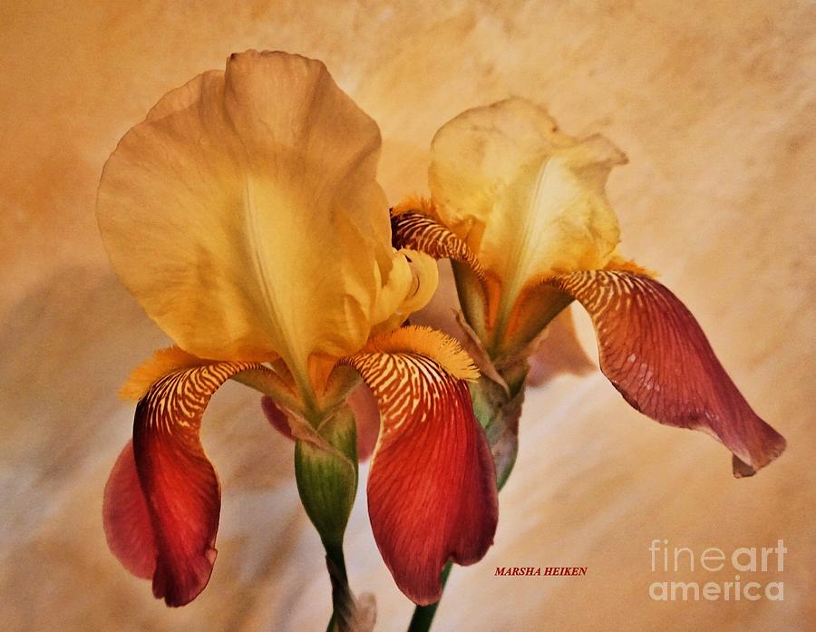 Irises In The Sun Photograph by Marsha Heiken