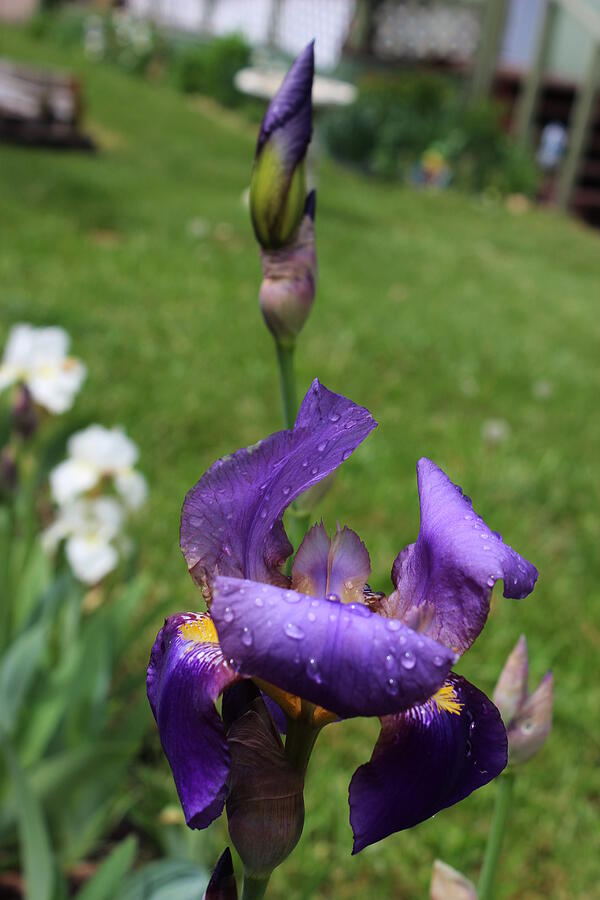 Irises Photograph by Jean Evans