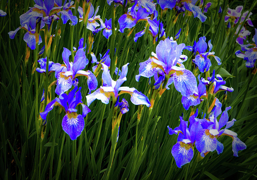 Irises Photograph by Jeff Cooper