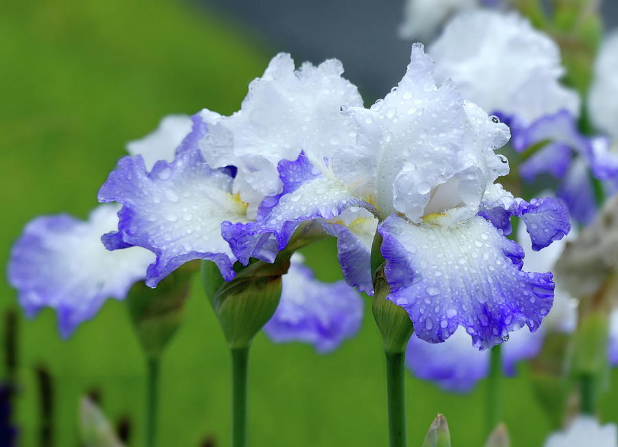 Irises Photograph by Lyuba Filatova
