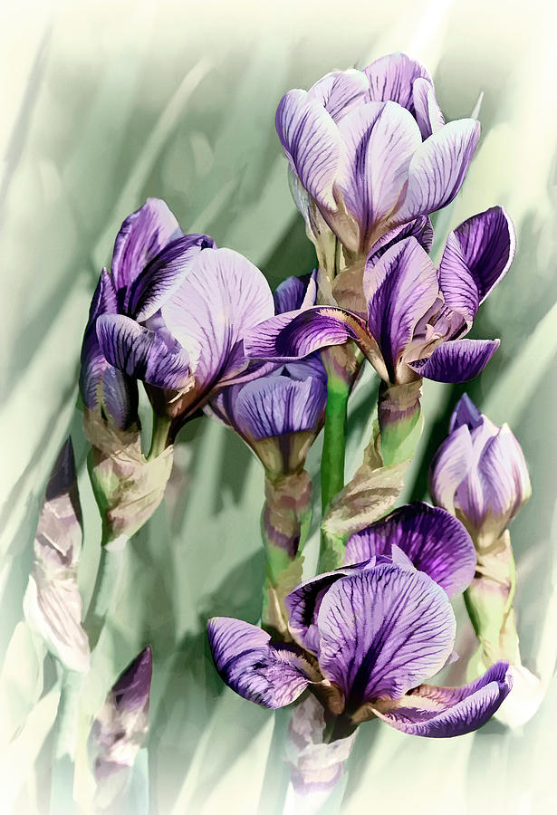 Nature Photograph - Irises by Marcia Colelli