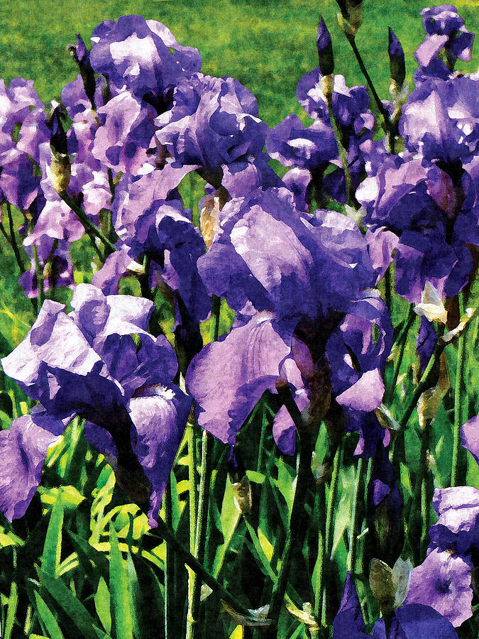 Irises Princess Royal Smith by Susan Savad.