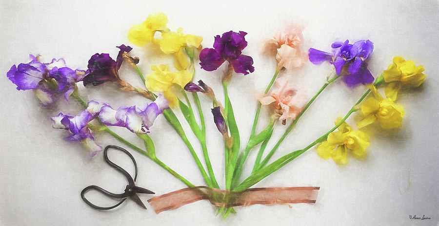 Irises Splay Photograph by Anna Louise