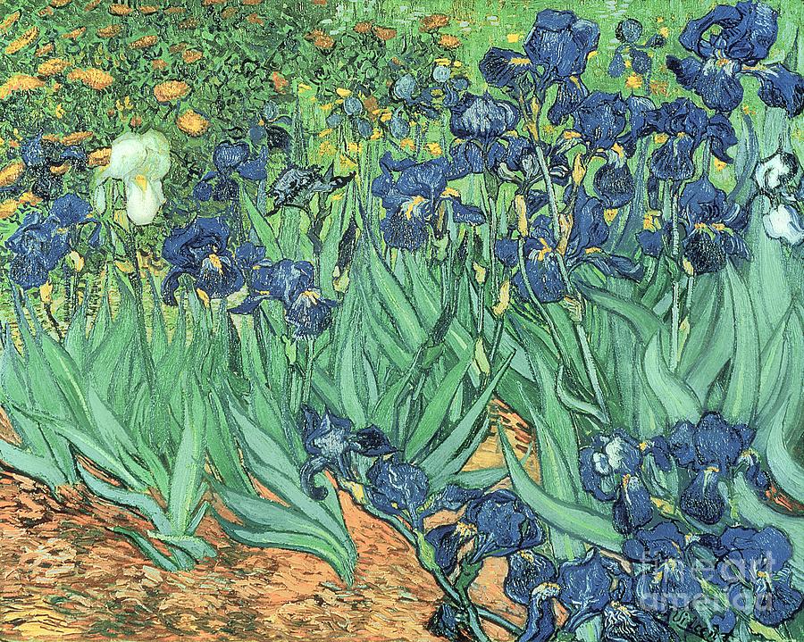 Irises Painting by Vincent Van Gogh