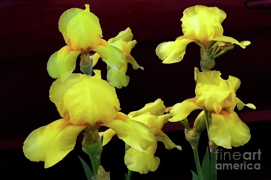 Irises Yellow Photograph by Jasna Dragun