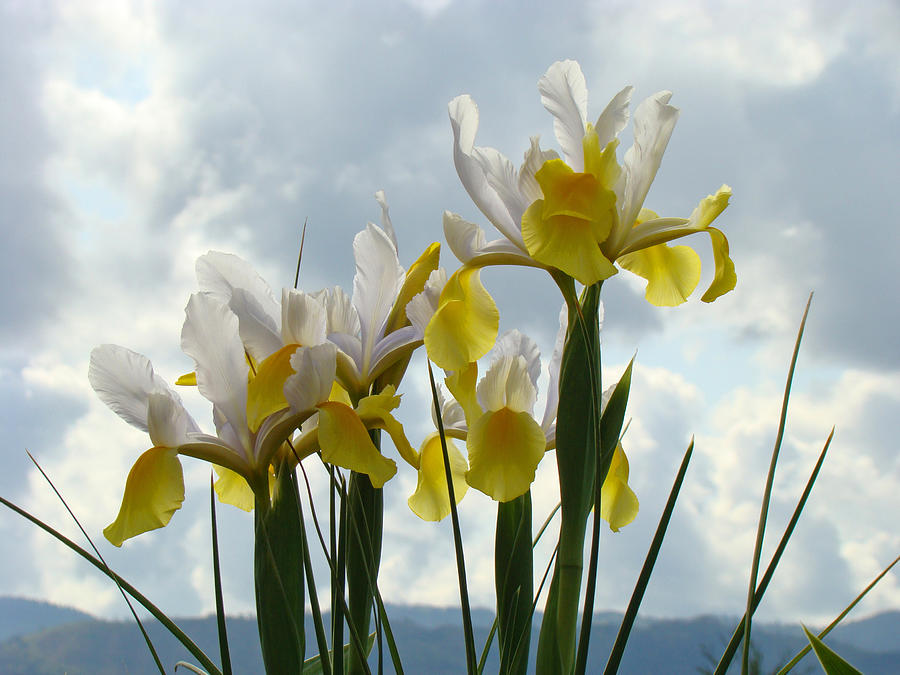 Irises Photograph - Irises Yellow White Iris Flowers Storm Clouds Sky Art Prints Baslee Troutman by Patti Baslee