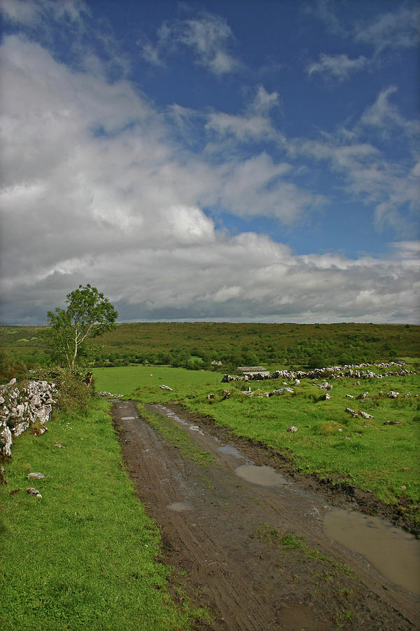 Irish Country Lane Photograph by Martina Fagan