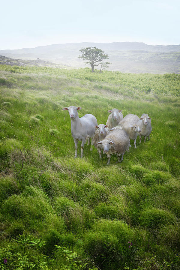 Irish Farmlands Photograph by Debra and Dave Vanderlaan