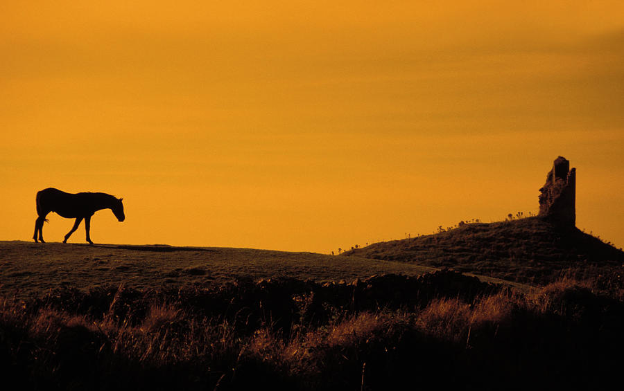Irish Horse In Sunset Photograph
