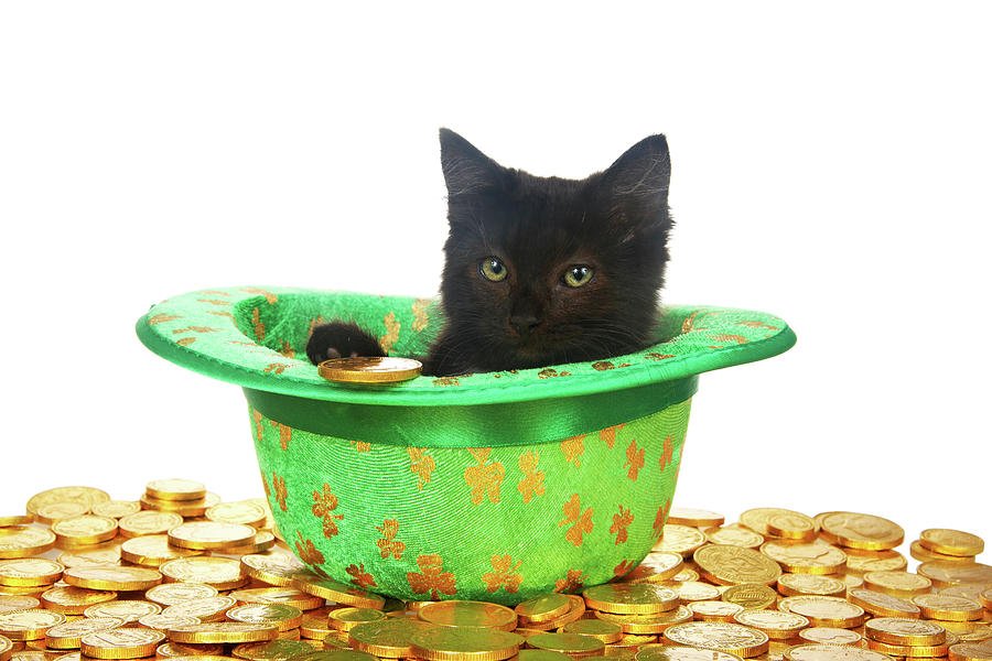 Irish Kitten in a Leprechaun Hat Photograph by Sheila Fitzgerald