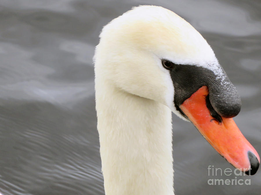 Irish Mute Swan  Photograph by Cindy Murphy - NightVisions 